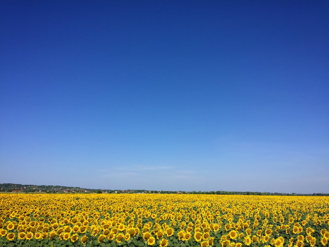 A vast sunflower field with bright yellow blooms against a clear blue sky, perfect for serene backgrounds.