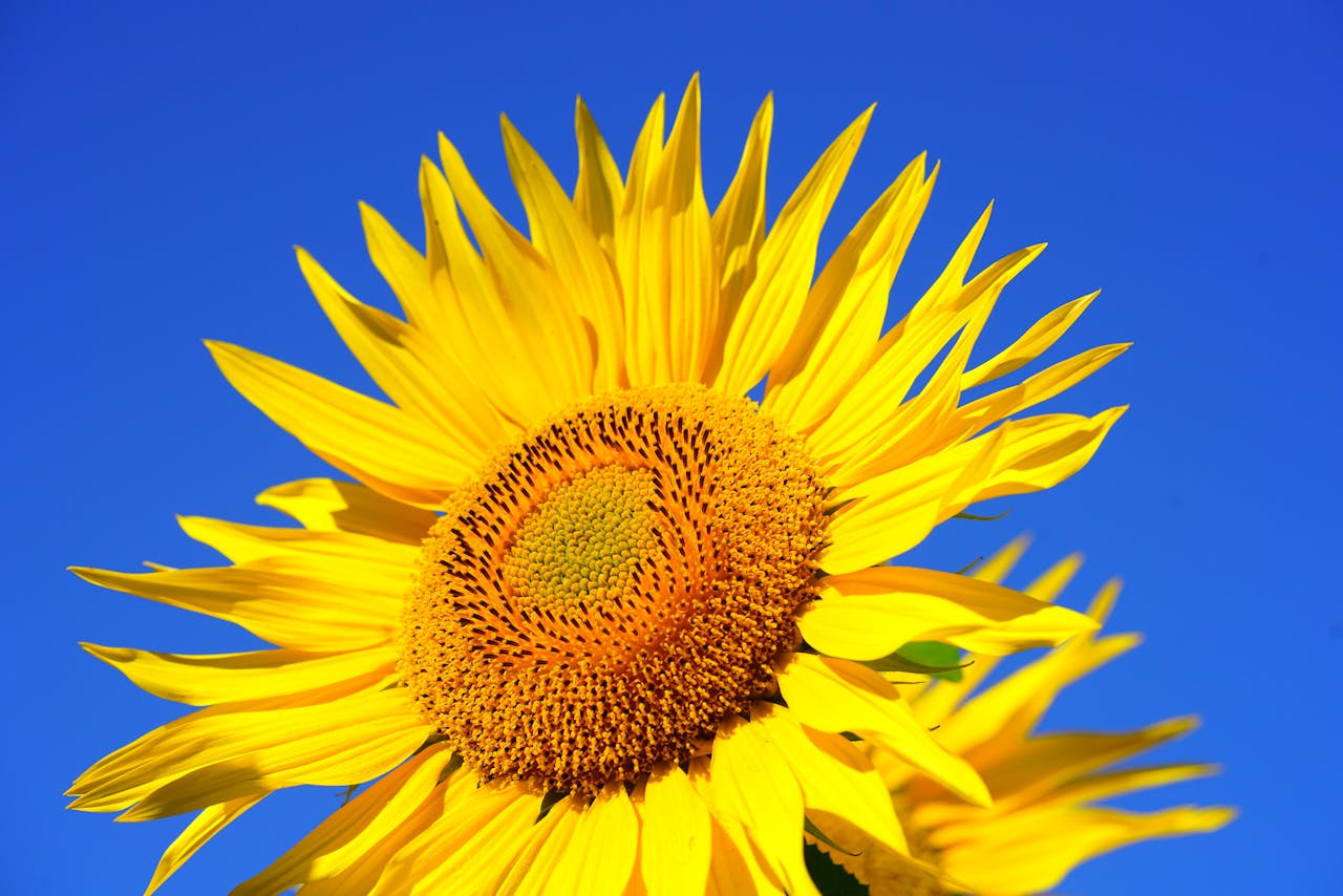 Close-up of a blooming sunflower with vibrant yellow petals against a clear blue sky.